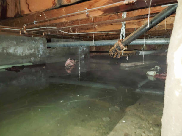 Best Basement water damage restoration  in Taylorvle, IL