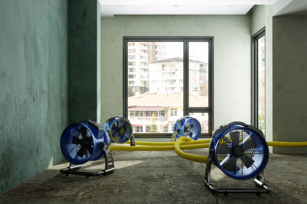 Best Water damage restoration near me  in Taylorvle, IL